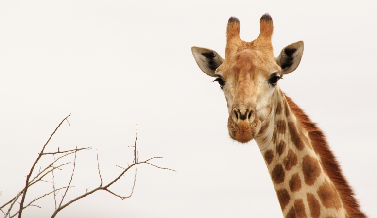 The kind of shot you can only get with a DSLR zoom - Giraffe, Kruger National Park, South Africa © C. Herren